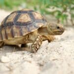 Do Loud Noises Affect Tortoises?