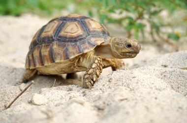 Do Loud Noises Affect Tortoises?