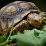 Do Tortoises Have A Good Sense of Smell?