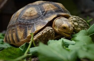Do Tortoises Have A Good Sense of Smell?