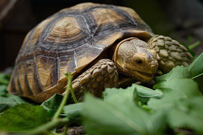 Do Tortoises Have A Good Sense of Smell?