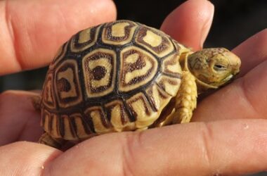 How much sleep does a baby tortoise need?