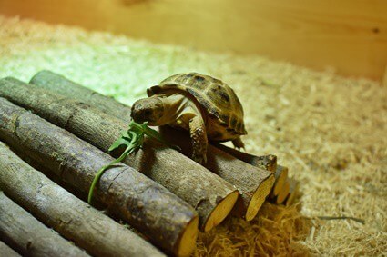 are horsefield tortoise easy to keep?