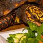 are tortoises allowed spinach?