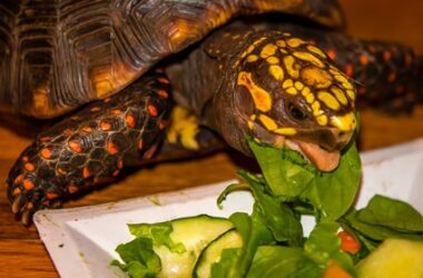 are tortoises allowed spinach?