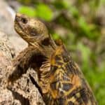are tortoises climbers?
