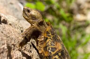 are tortoises climbers?