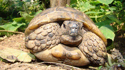 are tortoises related to dinosaurs?