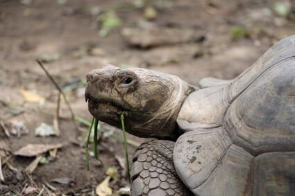 are tortoises scared of loud noises?