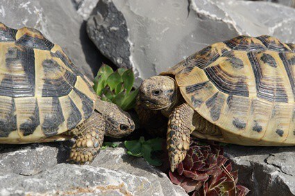 are tortoises supposed to hibernate?