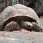 are tortoises territorial?