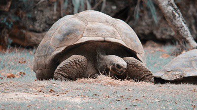 are tortoises territorial?