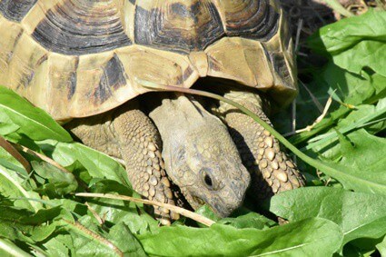 best food to feed tortoises