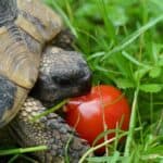 can I feed my tortoise tomatoes?