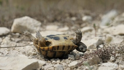can a tortoise get off its back?
