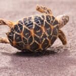 can a tortoise turn itself over?