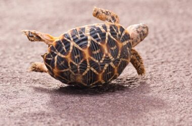 can a tortoise turn itself over?