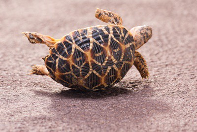 can a tortoise turn itself over?