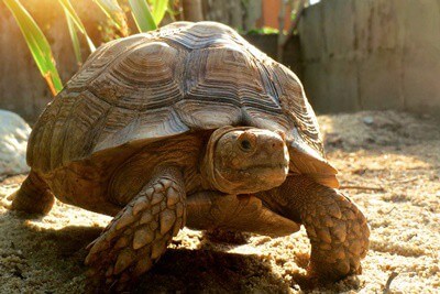 can a tortoise walk backwards?