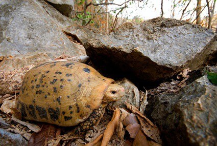 can lizards live with tortoises?