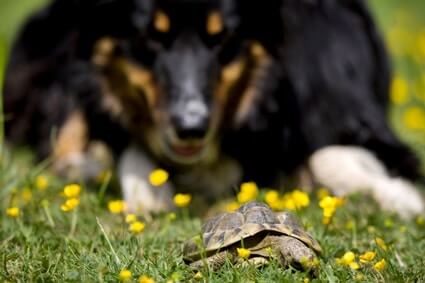 can tortoise and dogs live together?
