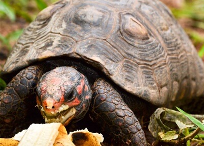 can tortoise eat banana peel?