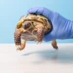 can tortoises be neutered?
