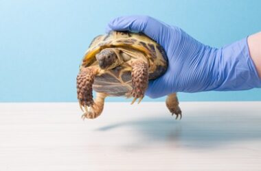 can tortoises be neutered?