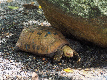can tortoises find their way home?
