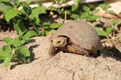 can tortoises go back into hibernation?