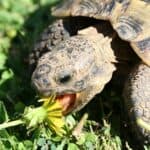 can tortoises have dandelions?