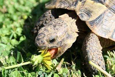 can tortoises have dandelions?