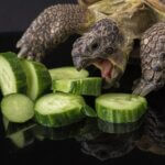 can you give a tortoise cucumber?
