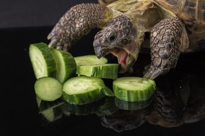 can you give a tortoise cucumber?