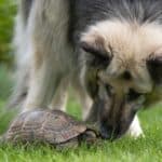 can you have a tortoise with a dog?