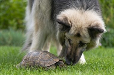 can you have a tortoise with a dog?