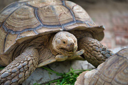 can you keep two tortoises together?