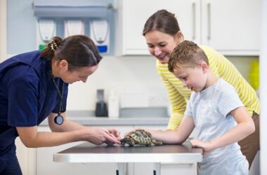 can you take a tortoise to the vets?