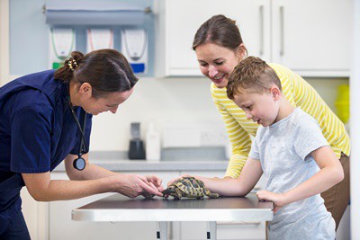 can you take a tortoise to the vets?
