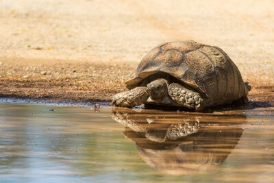 do any tortoises swim?