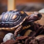 do tortoises attract bugs?