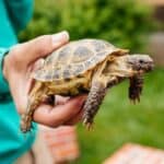 do tortoises feel love?