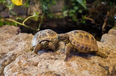 do tortoises get along with other tortoises?