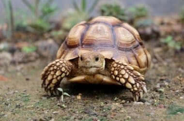 do tortoises have good vision?