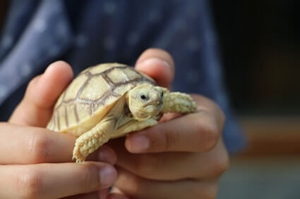 do tortoises like being touched?