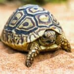 do tortoises make any sounds?