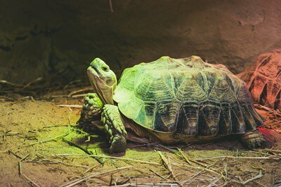 do tortoises need a heat lamp?
