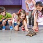 do tortoises need entertainment?