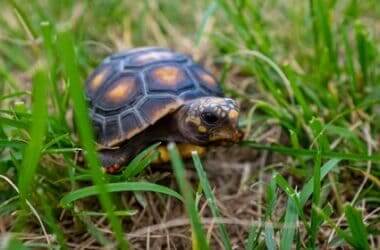 do tortoises raise their young?