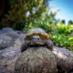 do tortoises recognize their names?